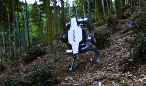 俄罗斯专享会山猫